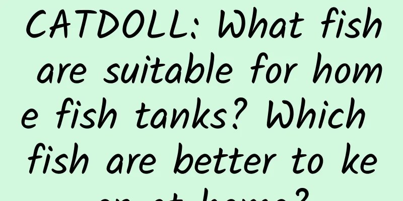 CATDOLL: What fish are suitable for home fish tanks? Which fish are better to keep at home?