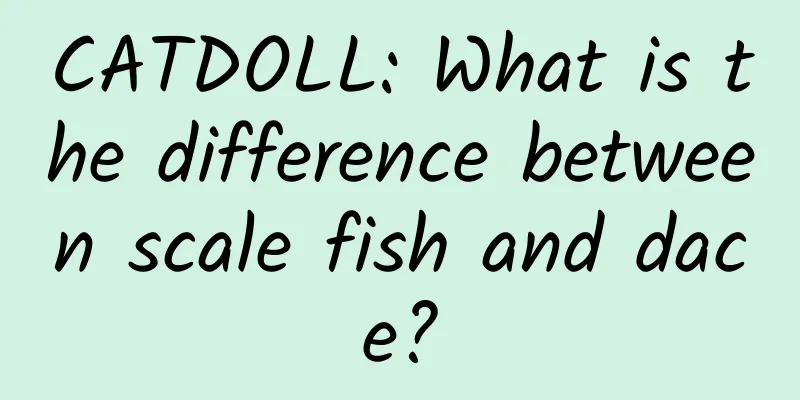 CATDOLL: What is the difference between scale fish and dace?