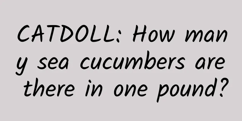 CATDOLL: How many sea cucumbers are there in one pound?