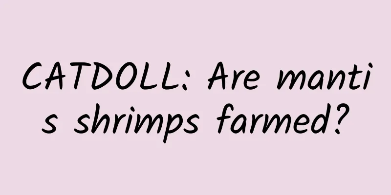 CATDOLL: Are mantis shrimps farmed?