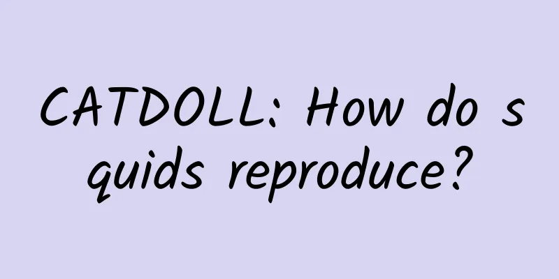 CATDOLL: How do squids reproduce?