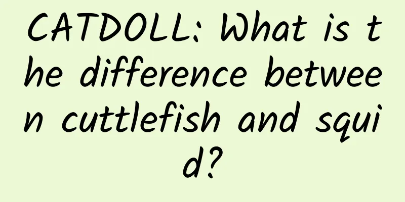 CATDOLL: What is the difference between cuttlefish and squid?