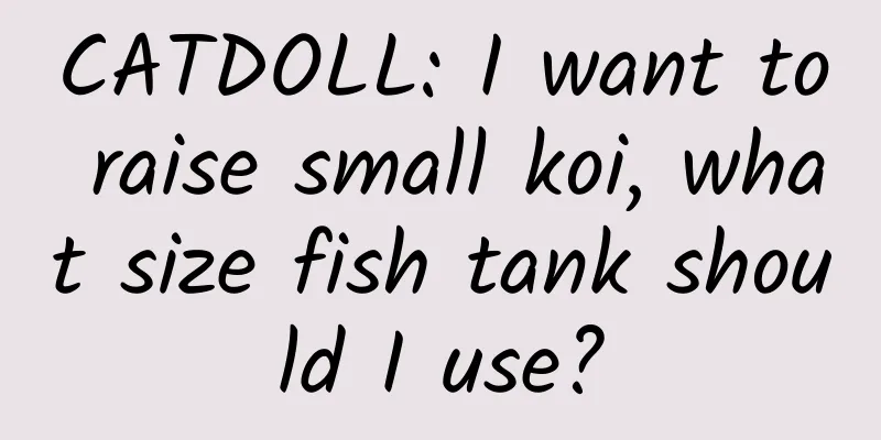 CATDOLL: I want to raise small koi, what size fish tank should I use?