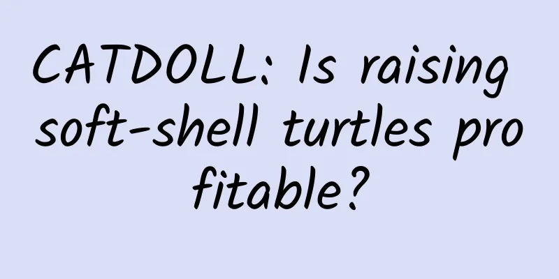 CATDOLL: Is raising soft-shell turtles profitable?