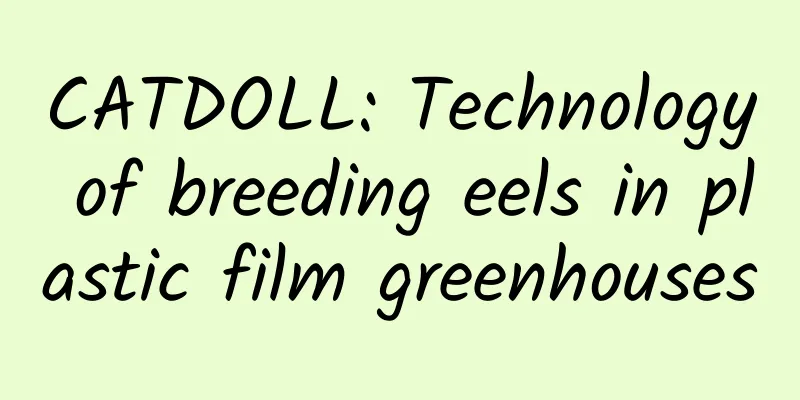 CATDOLL: Technology of breeding eels in plastic film greenhouses
