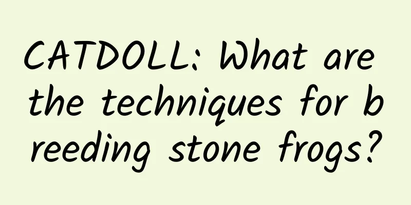 CATDOLL: What are the techniques for breeding stone frogs?