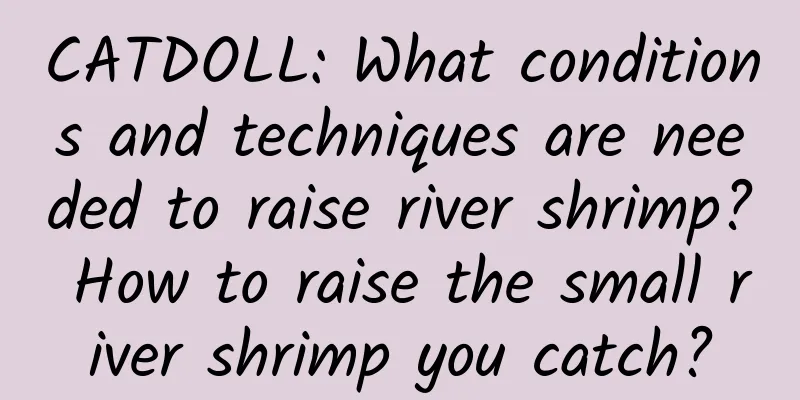 CATDOLL: What conditions and techniques are needed to raise river shrimp? How to raise the small river shrimp you catch?