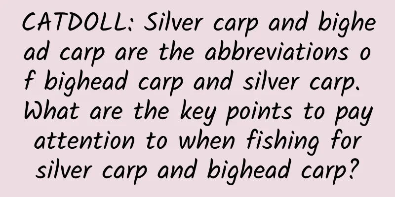 CATDOLL: Silver carp and bighead carp are the abbreviations of bighead carp and silver carp. What are the key points to pay attention to when fishing for silver carp and bighead carp?