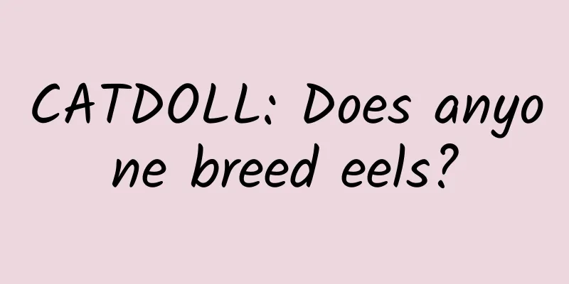 CATDOLL: Does anyone breed eels?