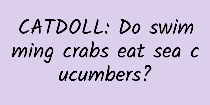 CATDOLL: Do swimming crabs eat sea cucumbers?