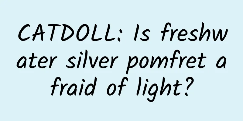 CATDOLL: Is freshwater silver pomfret afraid of light?