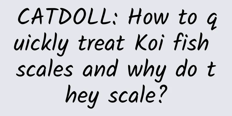 CATDOLL: How to quickly treat Koi fish scales and why do they scale?