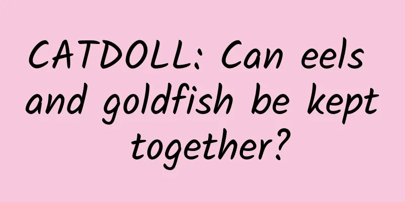 CATDOLL: Can eels and goldfish be kept together?