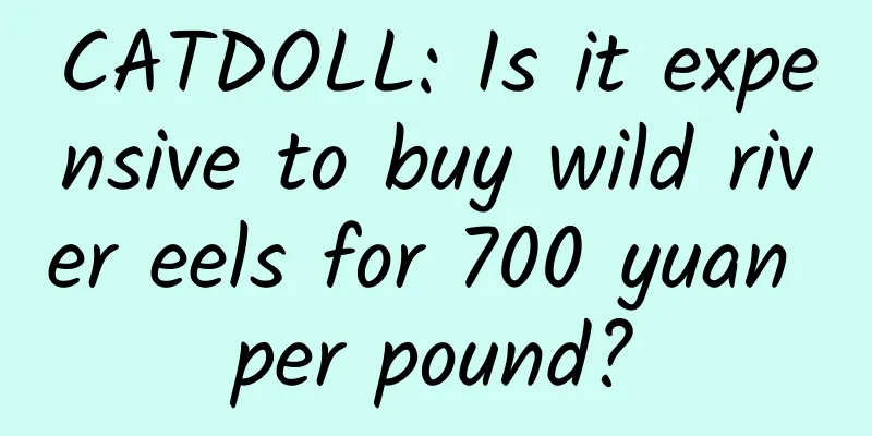 CATDOLL: Is it expensive to buy wild river eels for 700 yuan per pound?