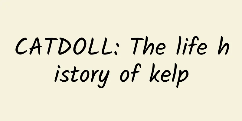 CATDOLL: The life history of kelp
