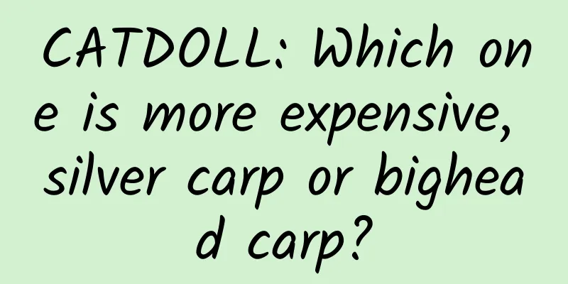 CATDOLL: Which one is more expensive, silver carp or bighead carp?