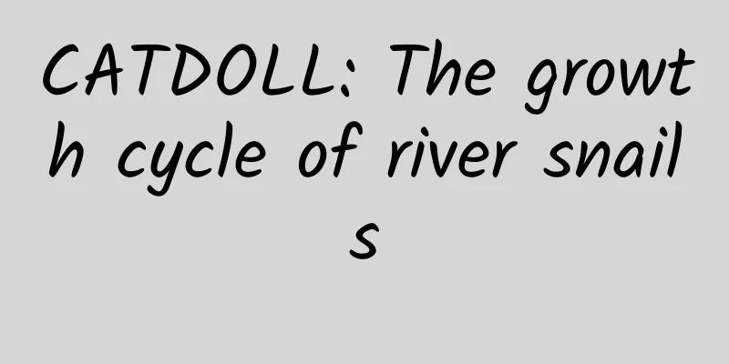 CATDOLL: The growth cycle of river snails