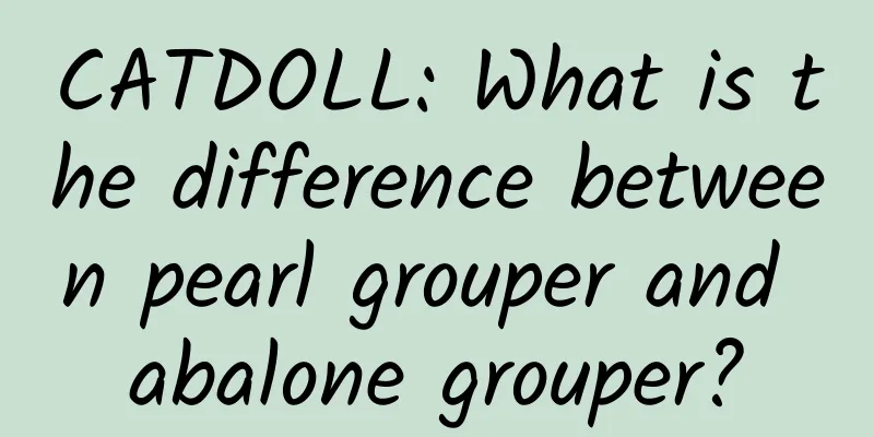 CATDOLL: What is the difference between pearl grouper and abalone grouper?