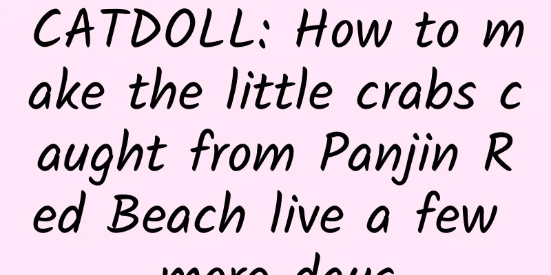 CATDOLL: How to make the little crabs caught from Panjin Red Beach live a few more days