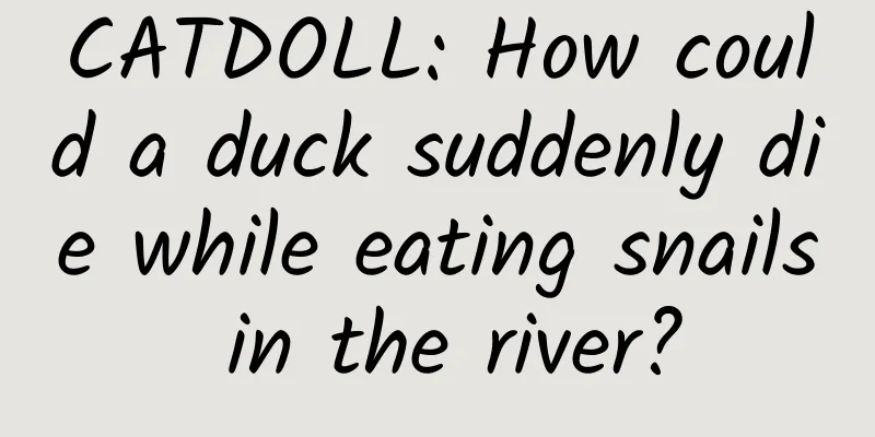 CATDOLL: How could a duck suddenly die while eating snails in the river?