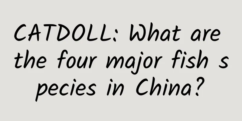 CATDOLL: What are the four major fish species in China?
