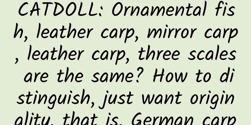 CATDOLL: Ornamental fish, leather carp, mirror carp, leather carp, three scales are the same? How to distinguish, just want originality, that is, German carp
