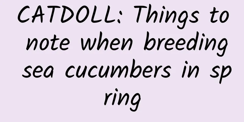 CATDOLL: Things to note when breeding sea cucumbers in spring