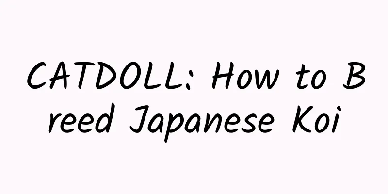 CATDOLL: How to Breed Japanese Koi
