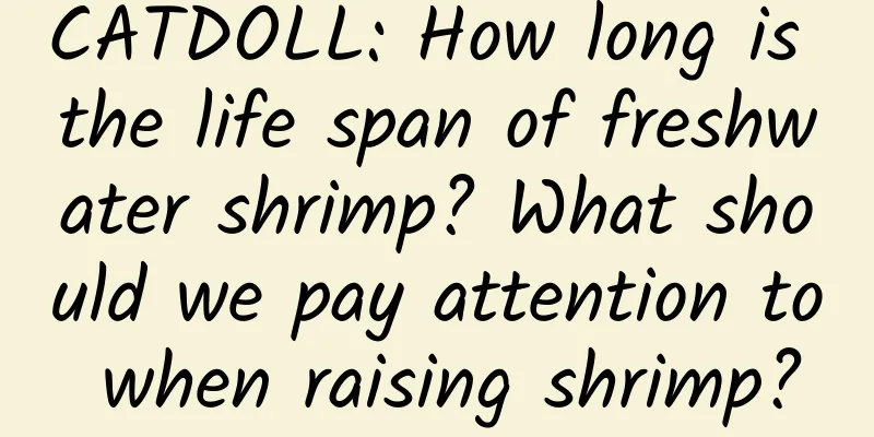 CATDOLL: How long is the life span of freshwater shrimp? What should we pay attention to when raising shrimp?