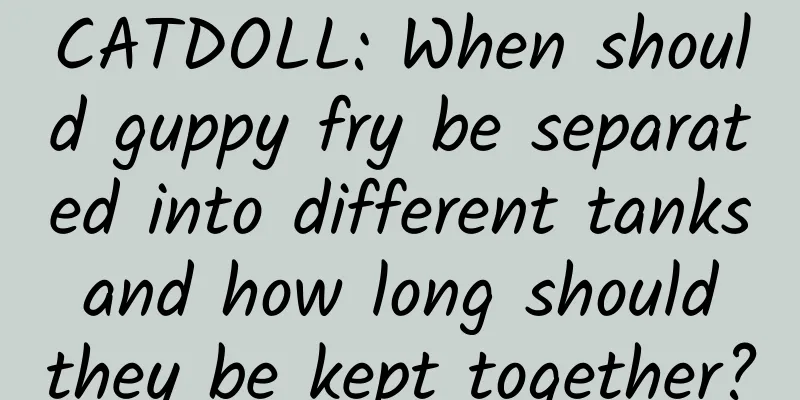 CATDOLL: When should guppy fry be separated into different tanks and how long should they be kept together?