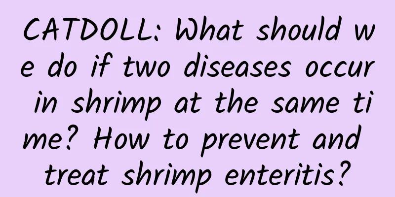 CATDOLL: What should we do if two diseases occur in shrimp at the same time? How to prevent and treat shrimp enteritis?