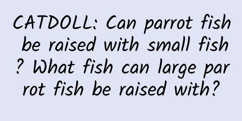 CATDOLL: Can parrot fish be raised with small fish? What fish can large parrot fish be raised with?