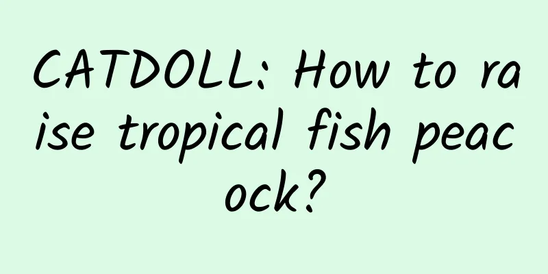 CATDOLL: How to raise tropical fish peacock?