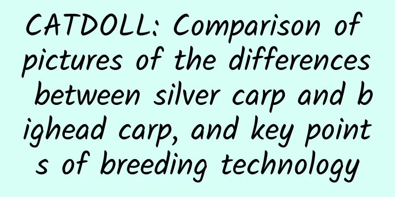 CATDOLL: Comparison of pictures of the differences between silver carp and bighead carp, and key points of breeding technology