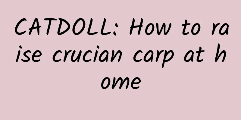 CATDOLL: How to raise crucian carp at home
