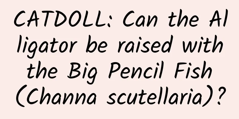 CATDOLL: Can the Alligator be raised with the Big Pencil Fish (Channa scutellaria)?