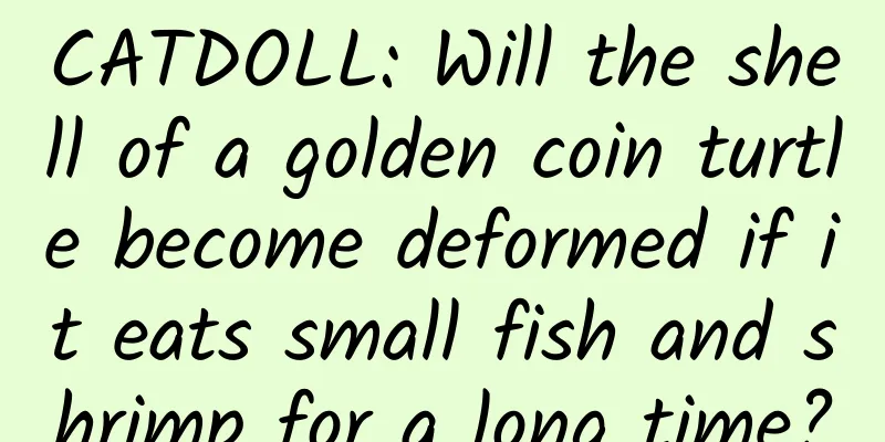 CATDOLL: Will the shell of a golden coin turtle become deformed if it eats small fish and shrimp for a long time?