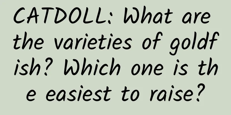 CATDOLL: What are the varieties of goldfish? Which one is the easiest to raise?