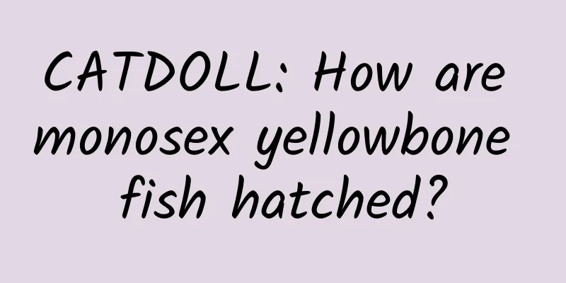 CATDOLL: How are monosex yellowbone fish hatched?