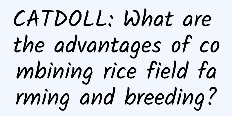 CATDOLL: What are the advantages of combining rice field farming and breeding?