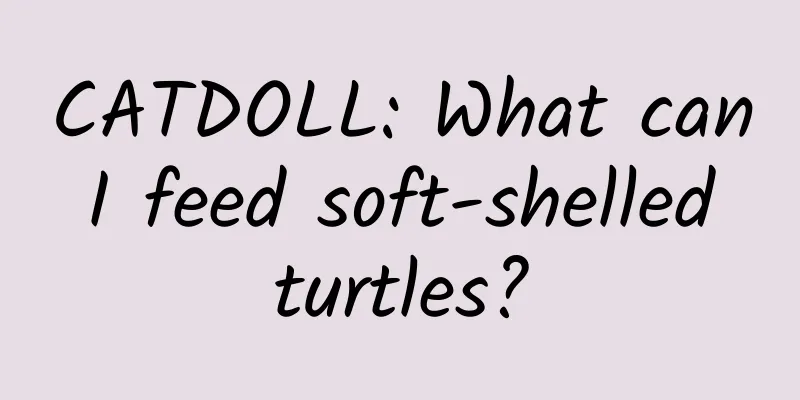 CATDOLL: What can I feed soft-shelled turtles?