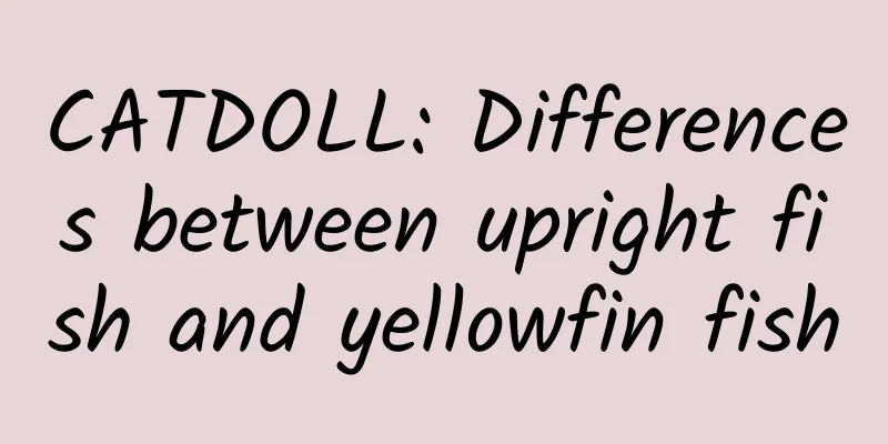 CATDOLL: Differences between upright fish and yellowfin fish
