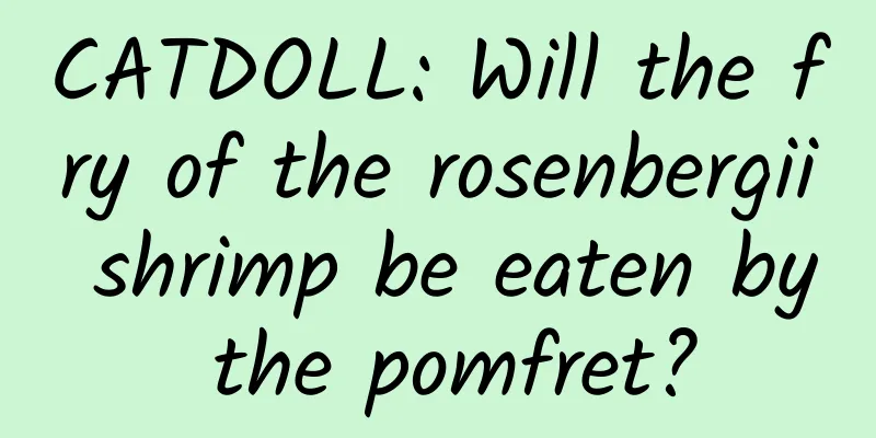 CATDOLL: Will the fry of the rosenbergii shrimp be eaten by the pomfret?