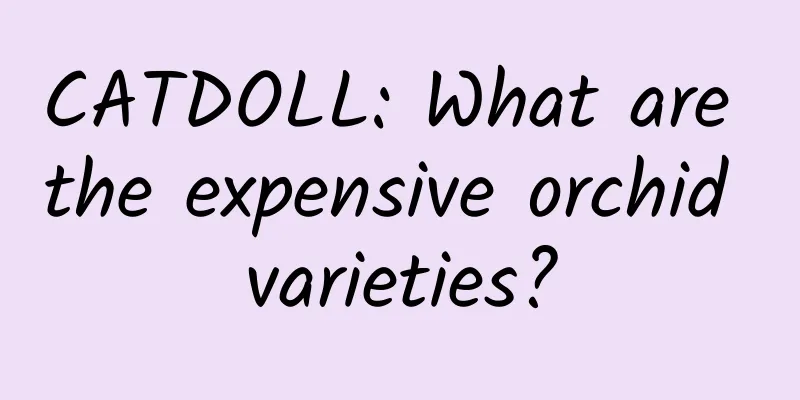CATDOLL: What are the expensive orchid varieties?