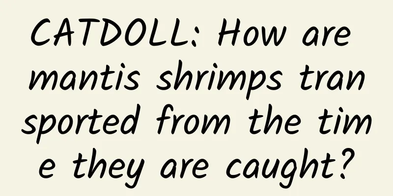 CATDOLL: How are mantis shrimps transported from the time they are caught?