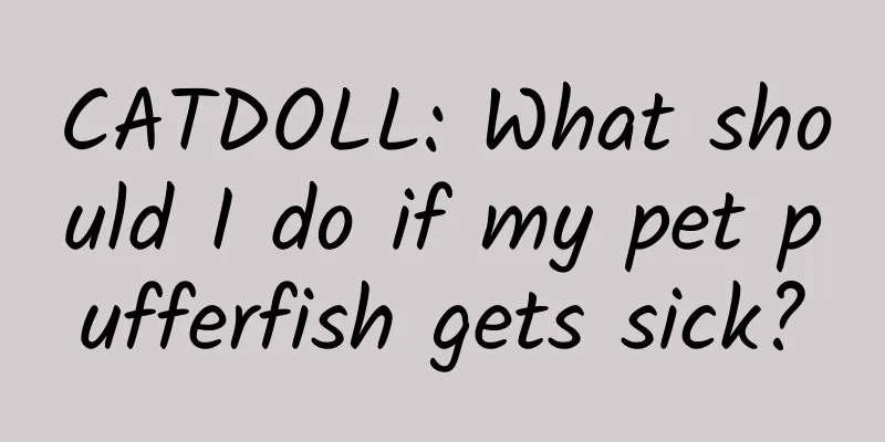 CATDOLL: What should I do if my pet pufferfish gets sick?