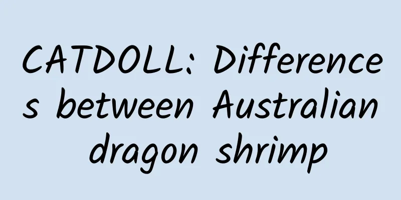 CATDOLL: Differences between Australian dragon shrimp