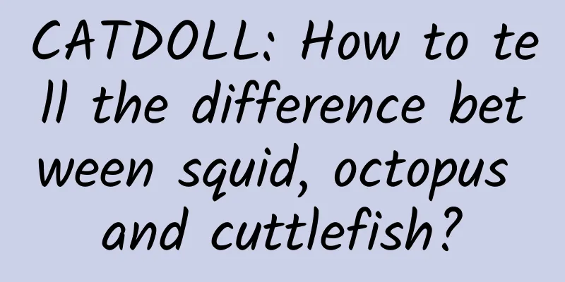 CATDOLL: How to tell the difference between squid, octopus and cuttlefish?