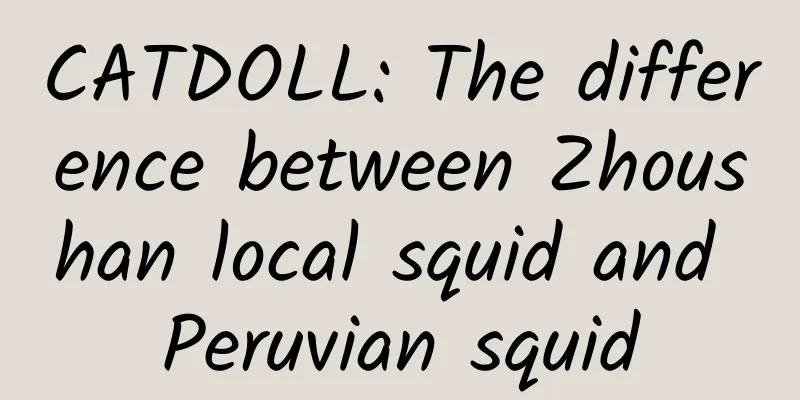 CATDOLL: The difference between Zhoushan local squid and Peruvian squid