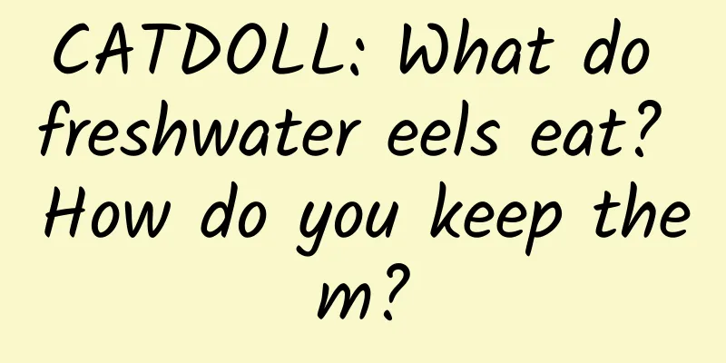 CATDOLL: What do freshwater eels eat? How do you keep them?